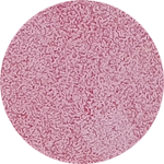 Color Institute Single Eyeshadow