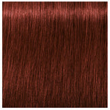 Schwarzkopf Igora Royal Absolutes Hair Colors